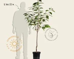 Prunus avium 'Schneiders Späte Knorpelkirsche' - laagstam