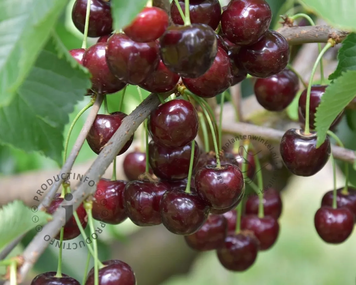 Prunus avium 'Schneiders Späte Knorpelkirsche' - laagstam
