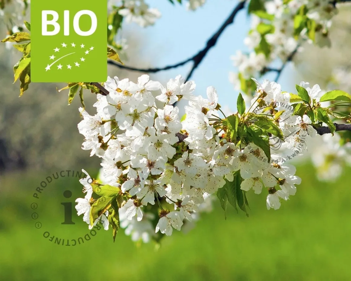 Prunus avium 'Stella' - BIO laagstam