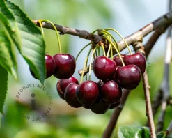Prunus avium 'Stella' - halfstam