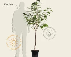 Prunus avium 'Stella' - laagstam