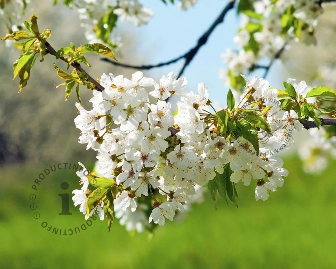 Prunus avium 'Stella' - mini