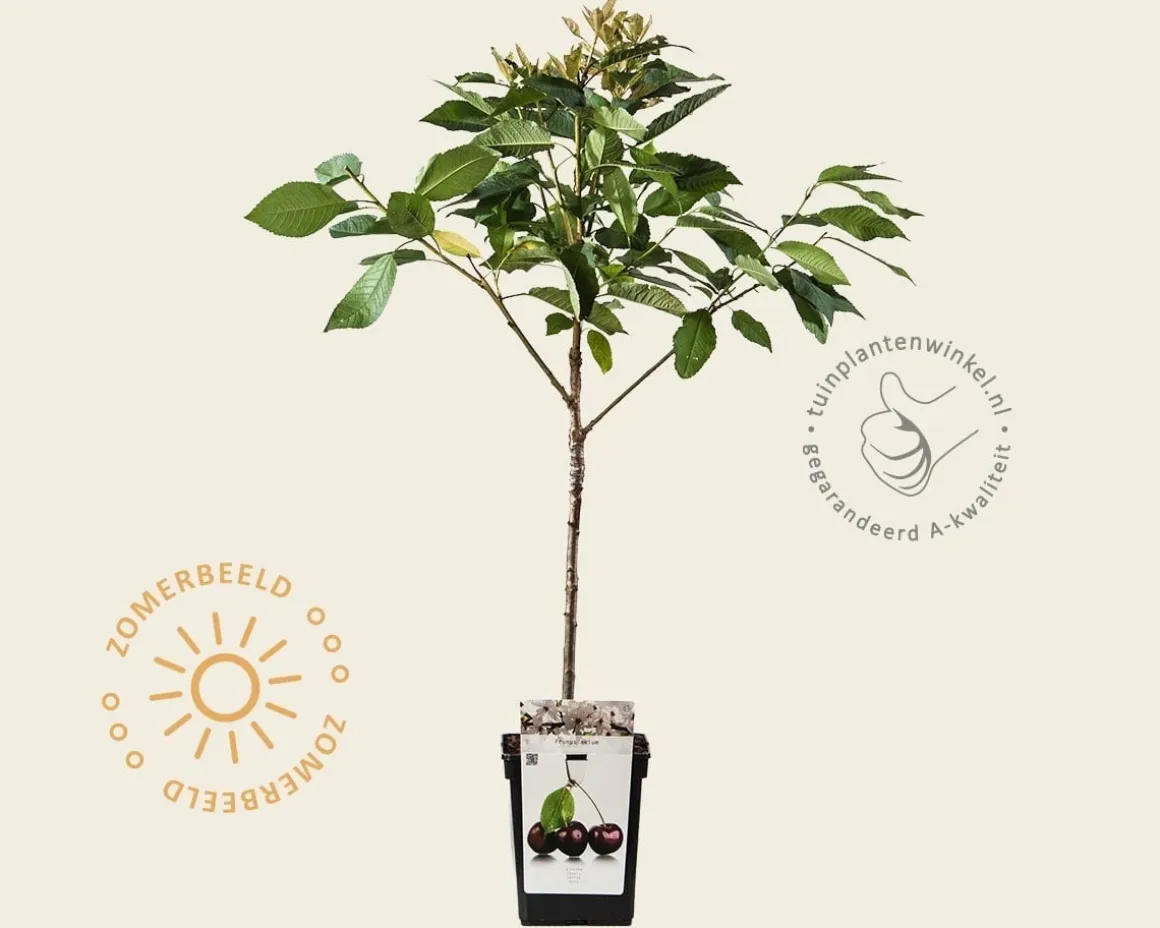 Prunus avium 'Stella' - mini