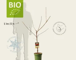 Prunus avium 'Sunburst' - BIO laagstam