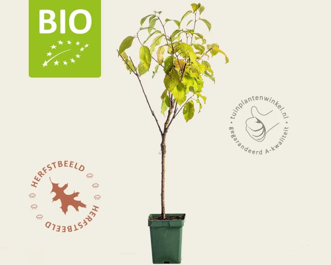 Prunus avium 'Sunburst' - BIO mini