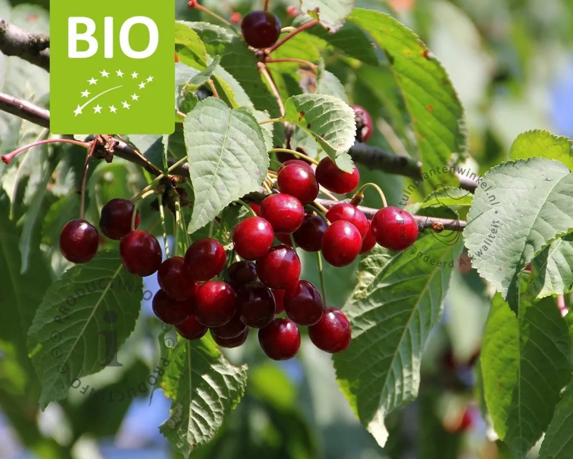 Prunus avium 'Sunburst' - BIO mini