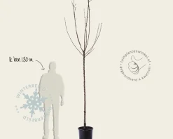 Prunus avium 'Sunburst' - hoogstam