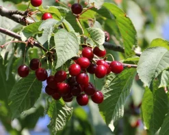 Prunus avium 'Sunburst' - laagstam