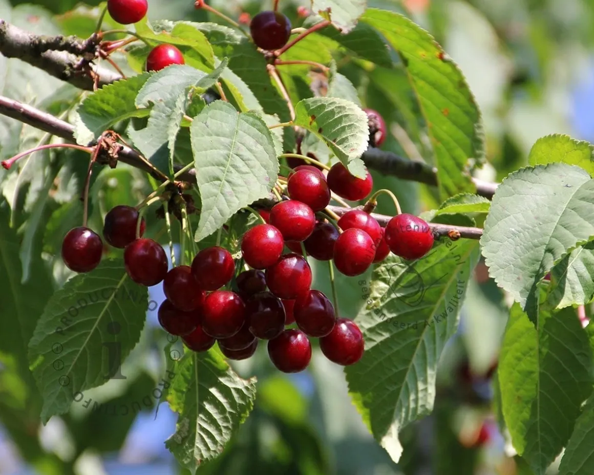 Prunus avium 'Sunburst' - laagstam