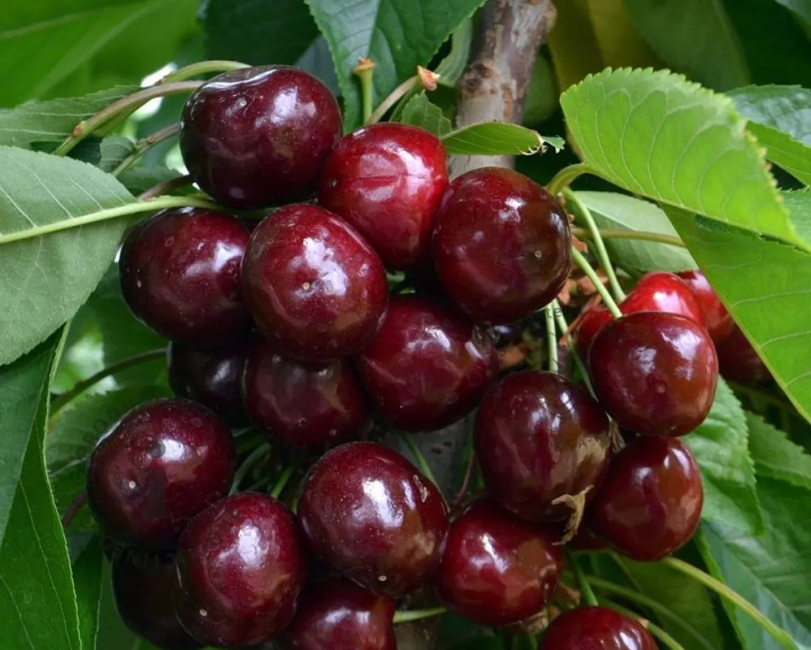 Prunus avium 'Sylvia' - zuilvorm