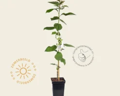 Prunus avium 'Sylvia' - zuilvorm