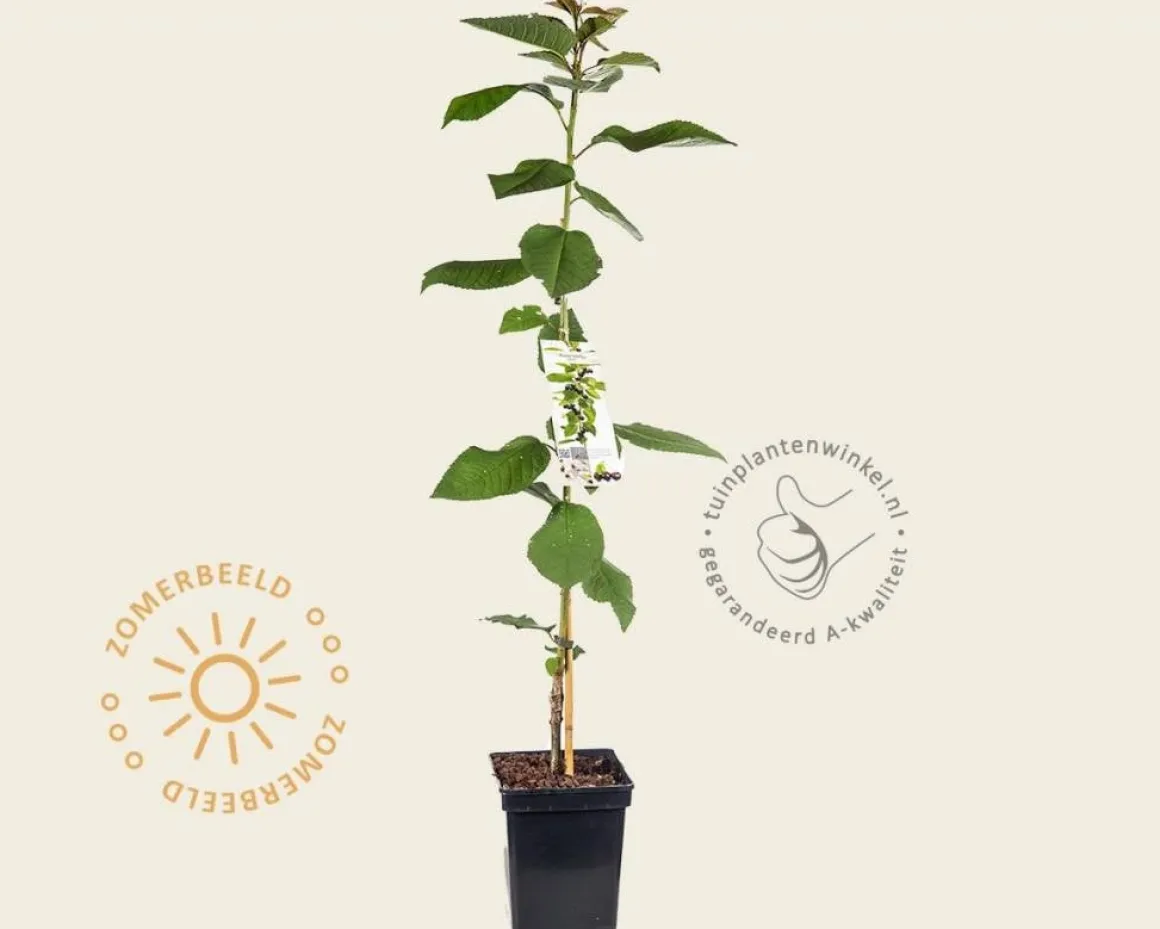 Prunus avium 'Sylvia' - zuilvorm