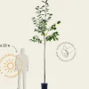 Prunus avium 'Udense Spaanse' - hoogstam