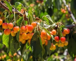 Prunus avium 'Udense Spaanse' - hoogstam
