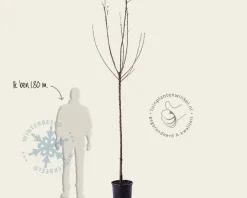 Prunus avium 'Udense Spaanse' - hoogstam