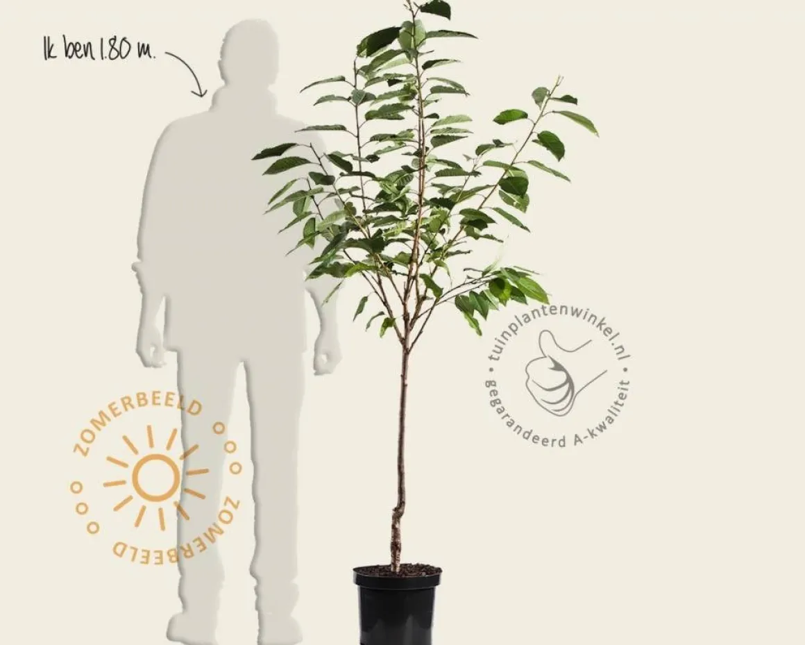Prunus avium 'Udense Spaanse' - laagstam