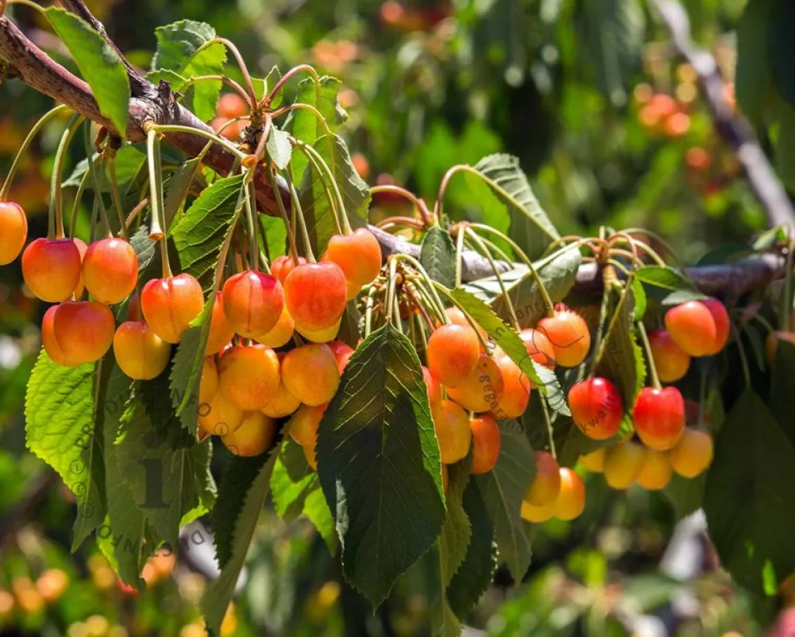 Prunus avium 'Udense Spaanse' - laagstam