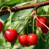 Prunus avium 'Van' - hoogstam