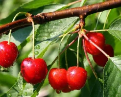 Prunus avium 'Van' - hoogstam