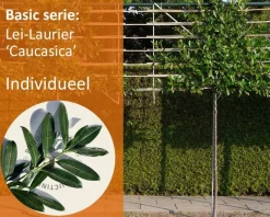 Prunus caucasica leiboom - Rek 180x110 cm