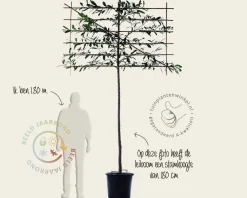 Prunus caucasica leiboom - Rek 180x110 cm