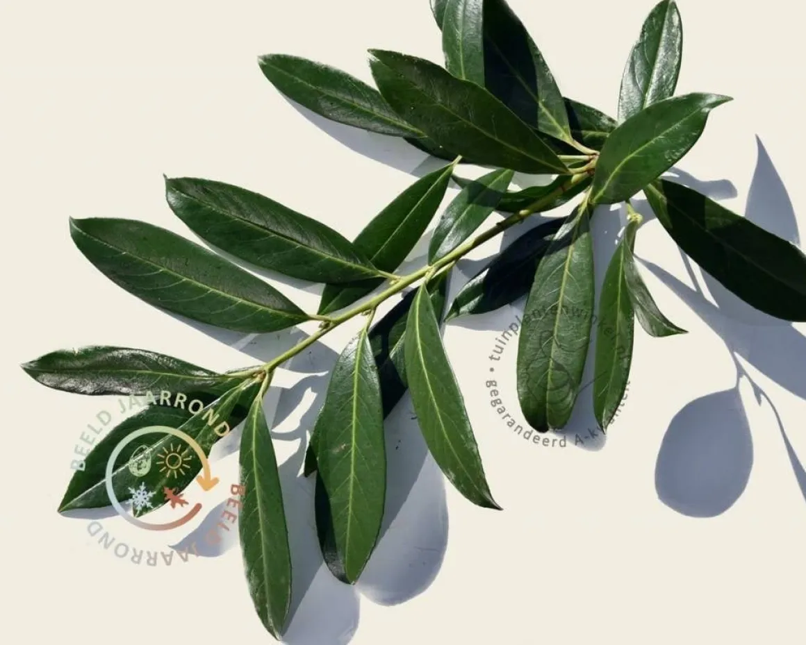 Prunus caucasica leiboom - Rek 200x130 cm
