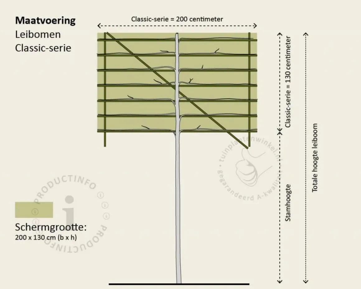 Prunus caucasica leiboom - Rek 200x130 cm