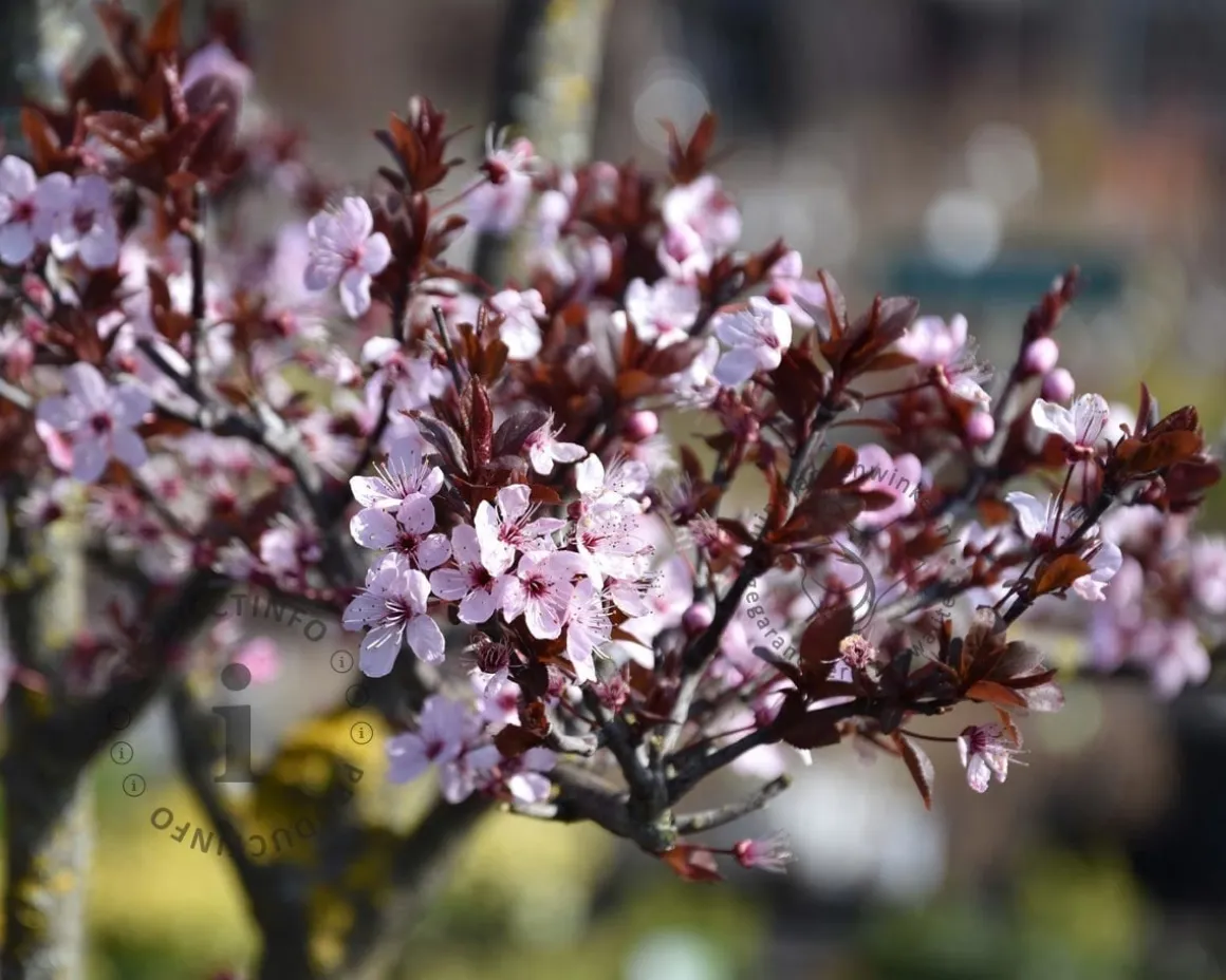 Prunus cerasifera 'Nigra'