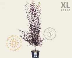 Prunus cerasifera 'Nigra' - XL