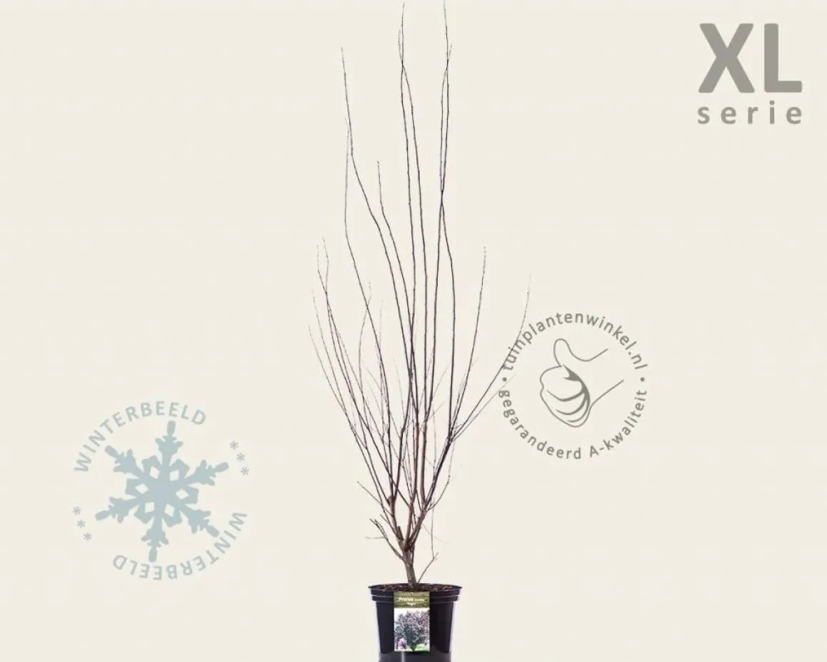 Prunus cerasifera 'Nigra' - XL