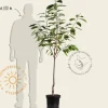 Prunus cerasus 'Morel' - laagstam