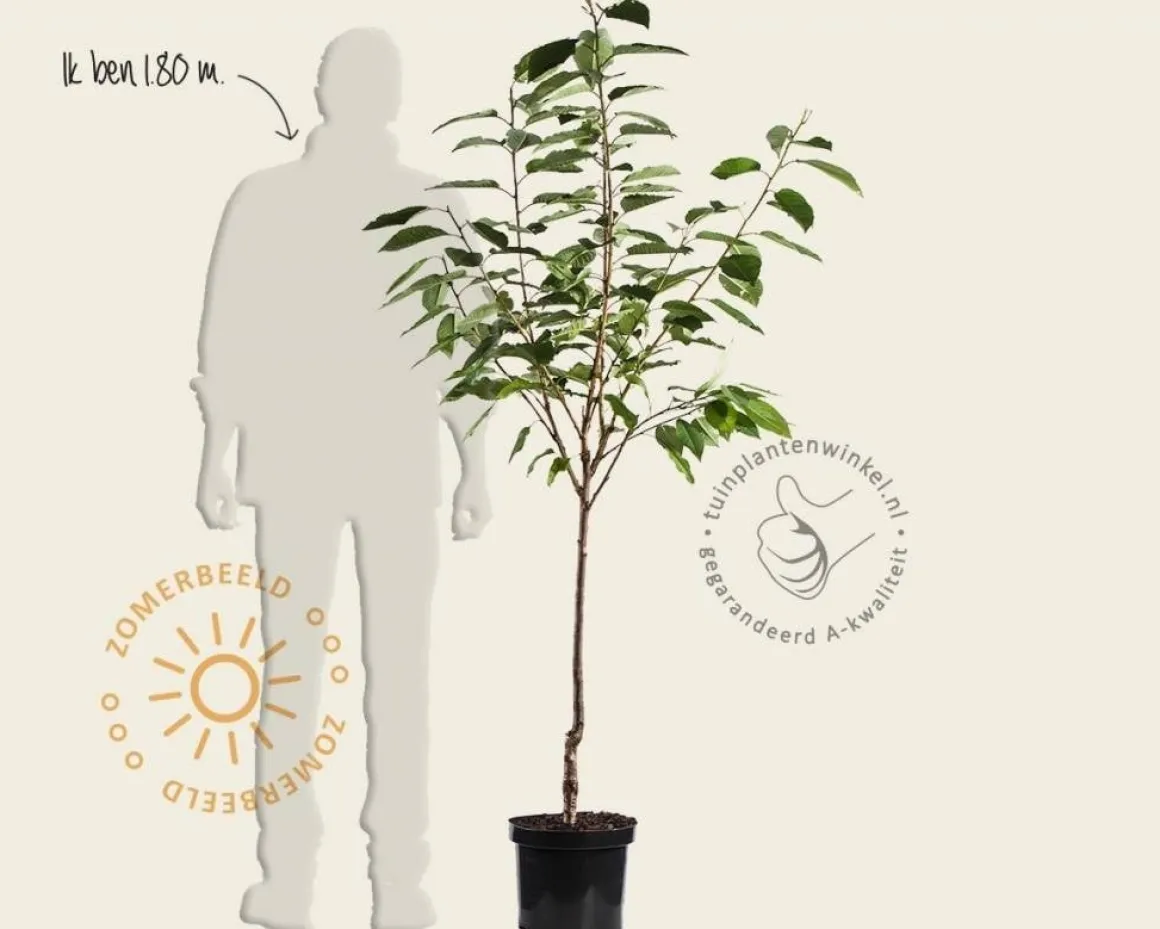 Prunus cerasus 'Morel' - laagstam