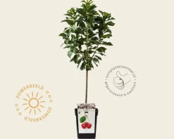 Prunus cerasus 'Morellenfeuer' - mini