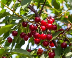 Prunus cerasus 'Morellenfeuer' - mini