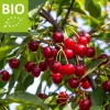 Prunus cerasus 'Morellenfeuer' - BIO laagstam