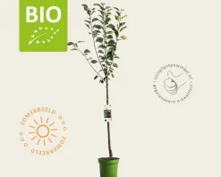 Prunus cerasus 'Morellenfeuer' - BIO laagstam