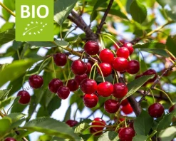 Prunus cerasus 'Morellenfeuer' - BIO mini