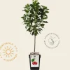 Prunus cerasus 'Morello' - mini