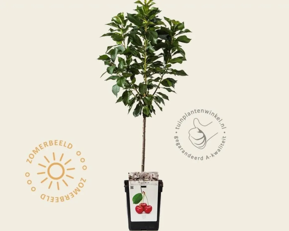 Prunus cerasus 'Morello' - mini