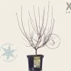 Prunus cistena - XL