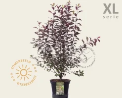 Prunus cistena - XL