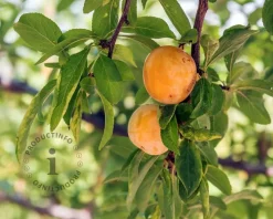 Prunus domestica 'Aprimera' - mini
