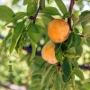 Prunus domestica 'Aprimira' - halfstam