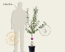 Prunus domestica 'Aprimira' - laagstam