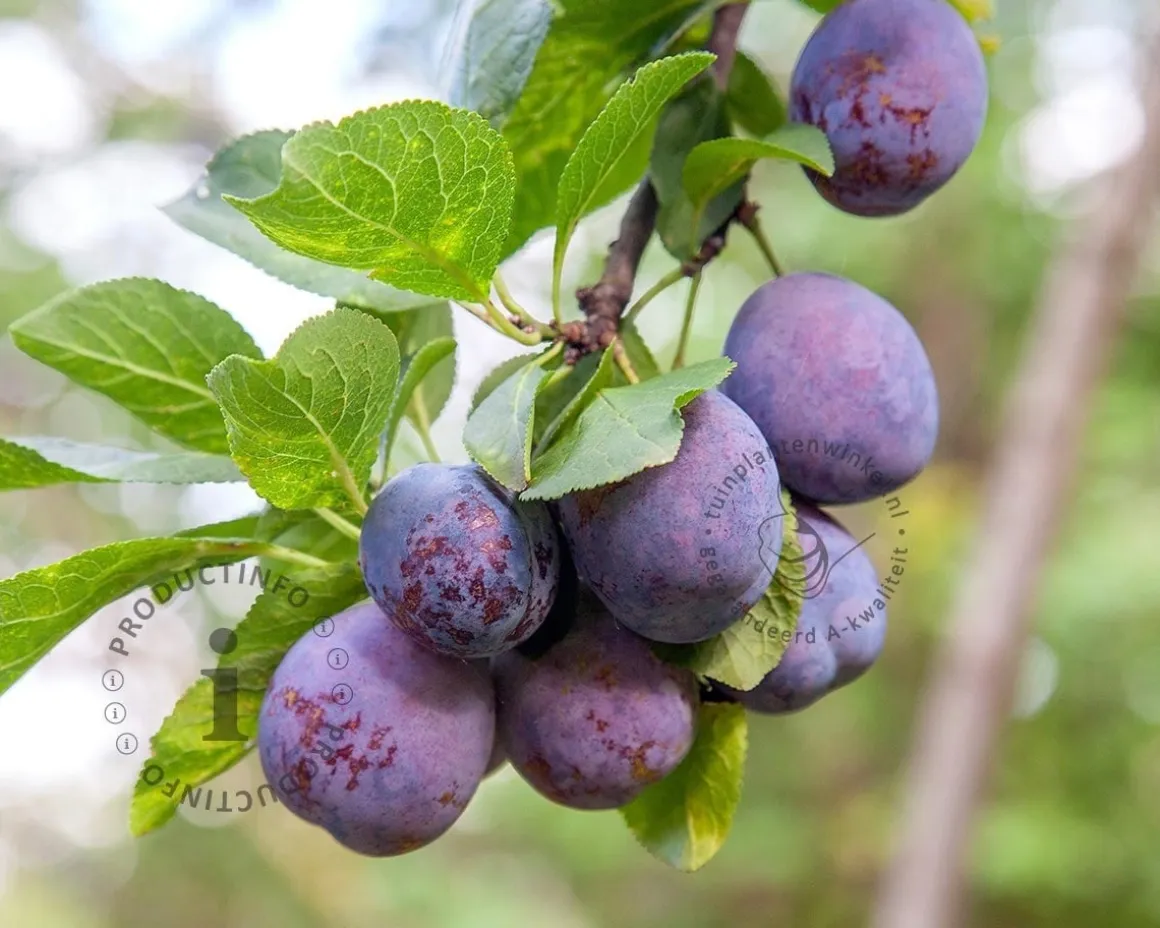 Prunus domestica 'Bleue de Belgique' - halfstam