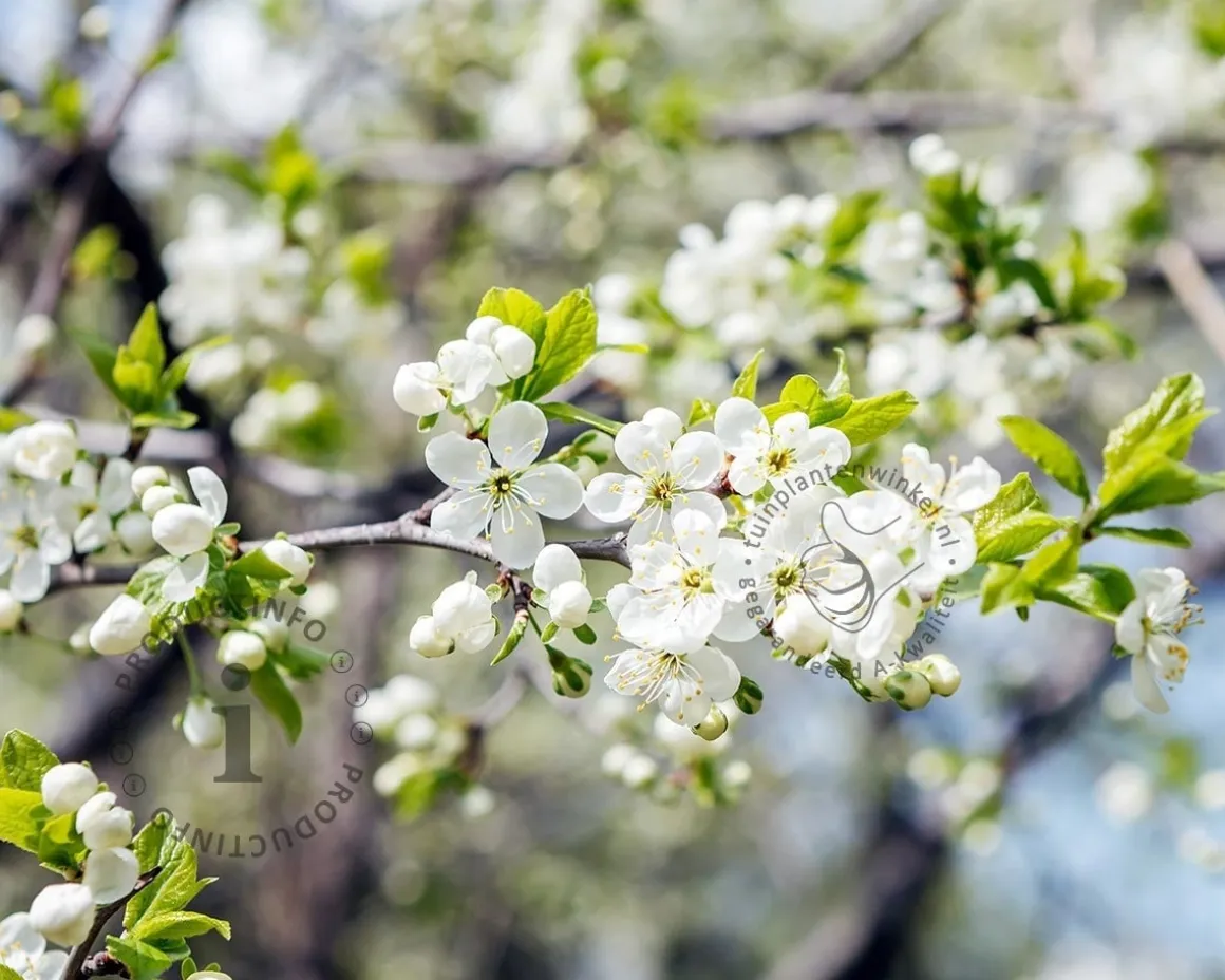 Prunus domestica 'Bleue de Belgique' - halfstam