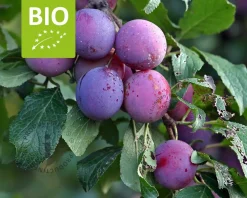 Prunus domestica 'Czar' - BIO laagstam