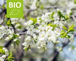 Prunus domestica 'Czar' - BIO laagstam