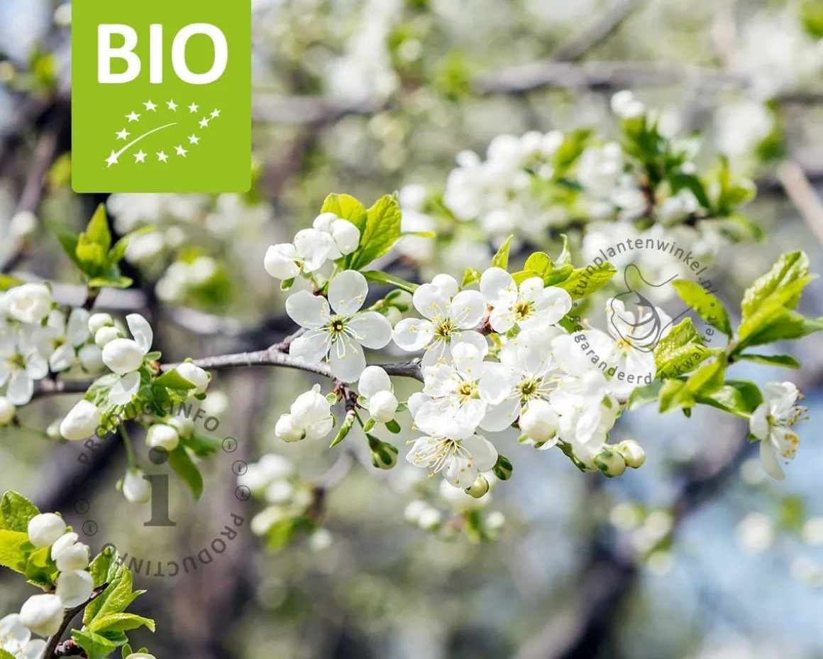 Prunus domestica 'Czar' - BIO laagstam