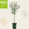 Prunus domestica 'Czar' - BIO mini